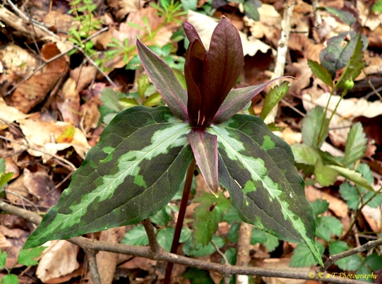 {Trillium underwoodii}
